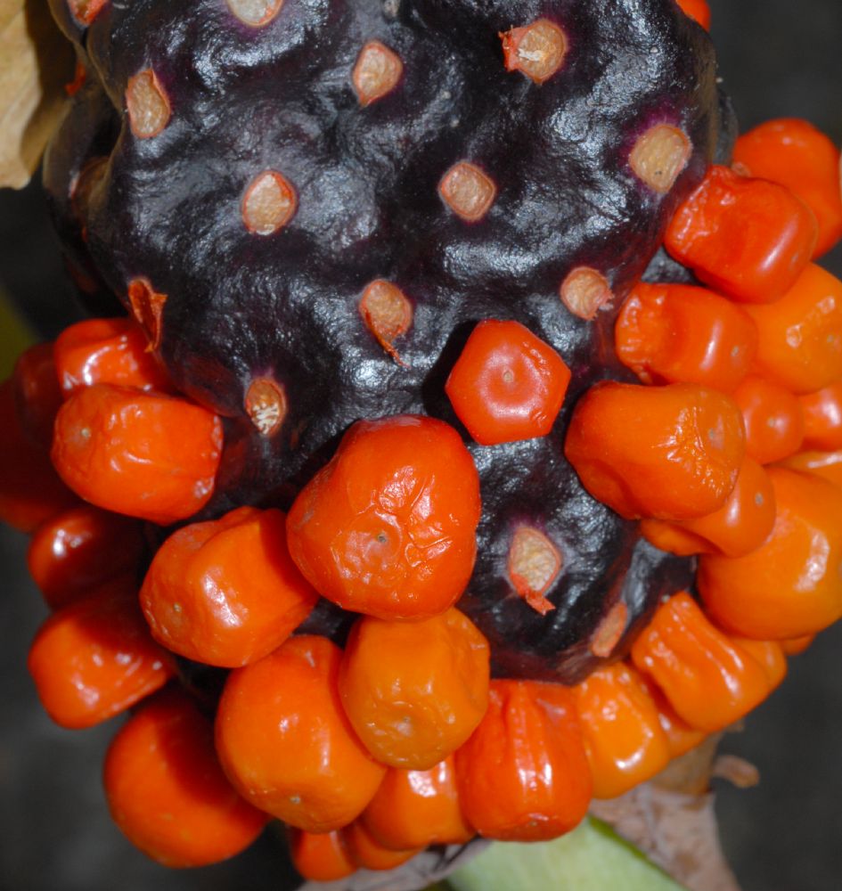 Araceae Arisaema triphyllum