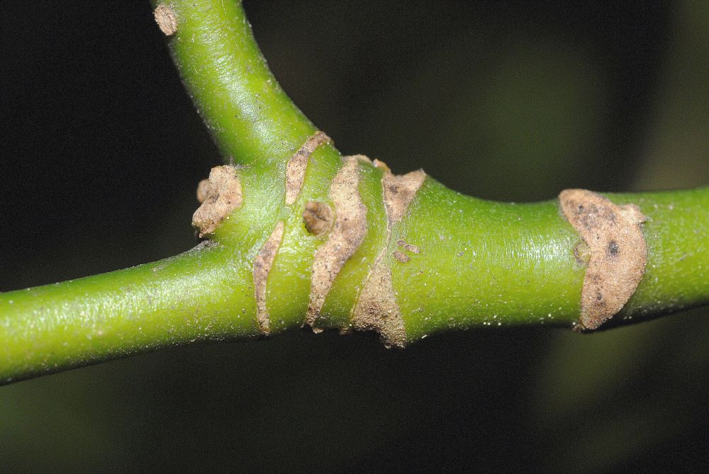 Aucubaceae Aucuba japonica