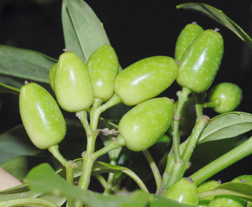 Aucubaceae Aucuba japonica