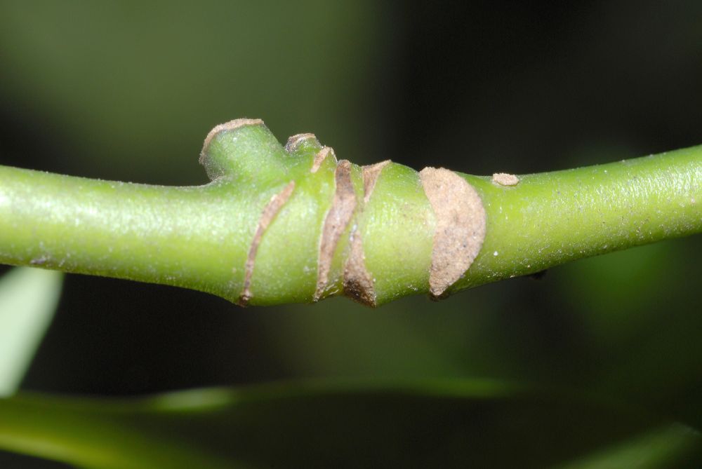 Aucubaceae Aucuba japonica
