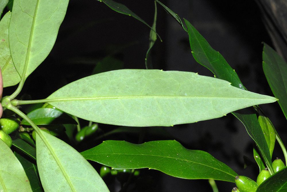 Aucubaceae Aucuba japonica