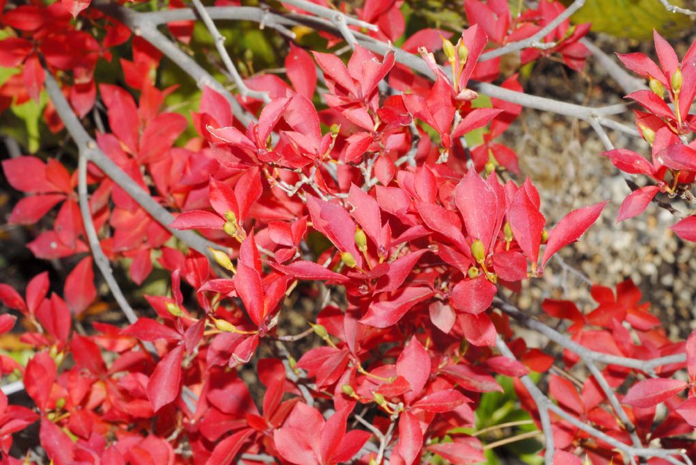 Ericaceae Enkianthus perulatus