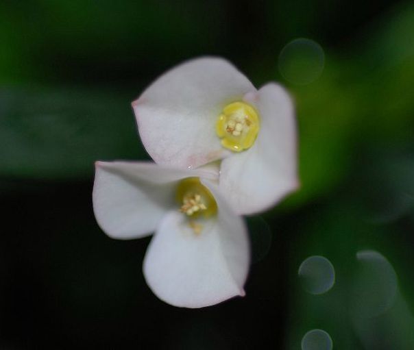 Euphorbiaceae Euphorbia robivelonae