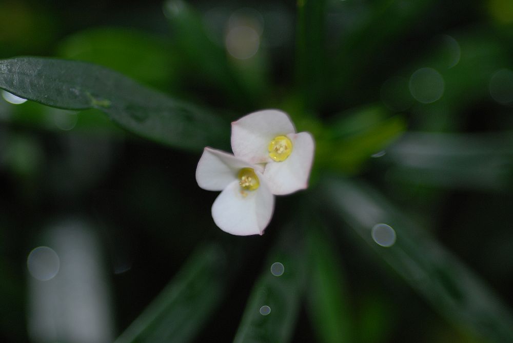 Euphorbiaceae Euphorbia robivelonae