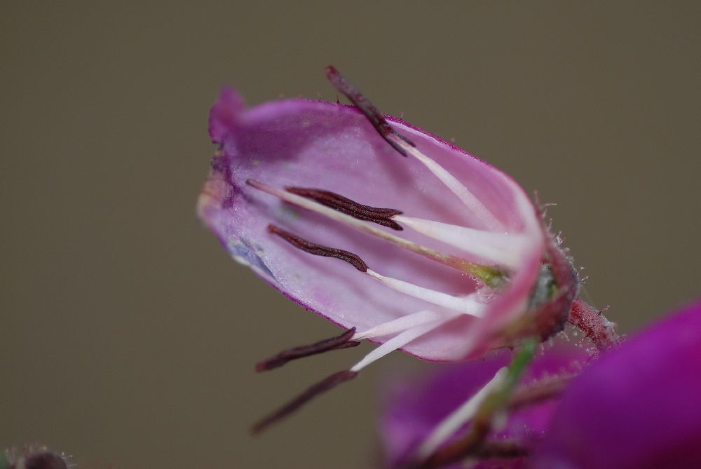 Ericaceae Daboecia azorica