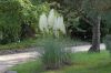 image of Cortaderia selloana