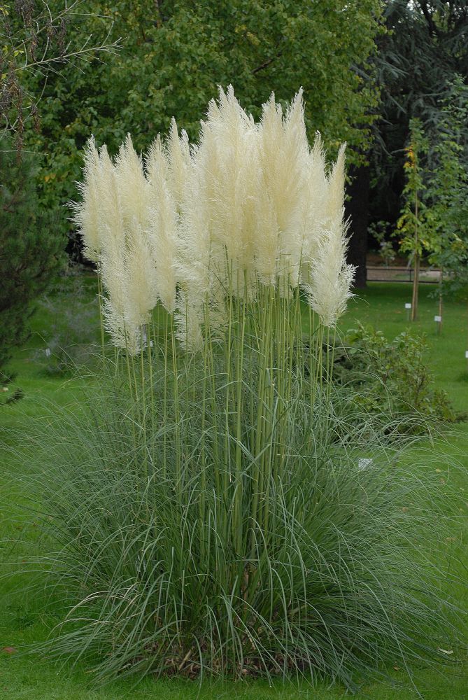 Poaceae Cortaderia selloana