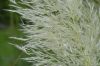 image of Cortaderia selloana