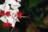 image of Clerodendrum thomsoniae