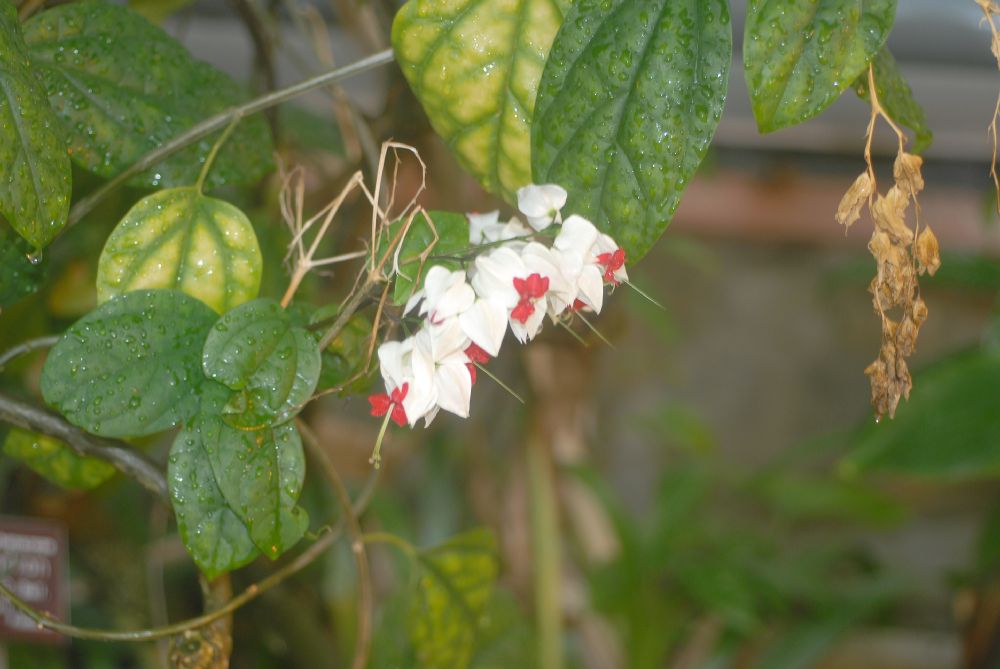 Lamiaceae Clerodendrum thomsoniae