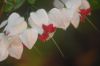 image of Clerodendrum thomsoniae