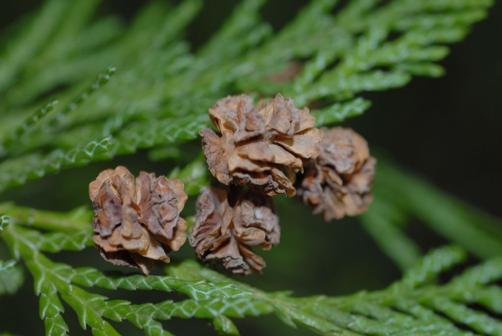 Cupressaceae Chamaecyparis lawsoniana