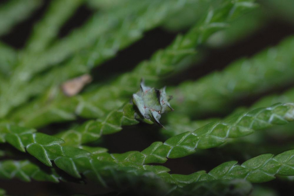 Cupressaceae Chamaecyparis lawsoniana