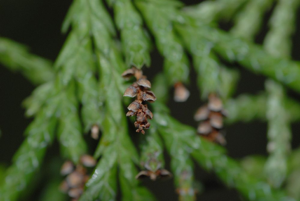 Cupressaceae Chamaecyparis lawsoniana