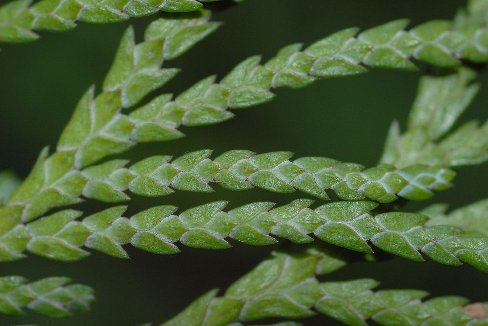 Cupressaceae Chamaecyparis lawsoniana