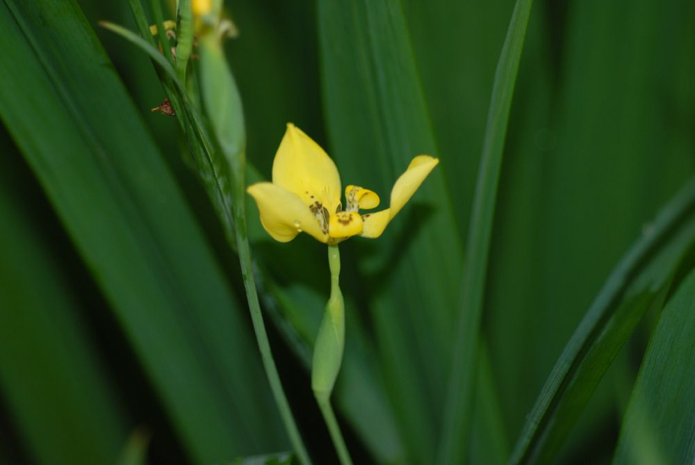 Iridaceae Trimezia sincorana