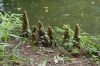 image of Taxodium distichum