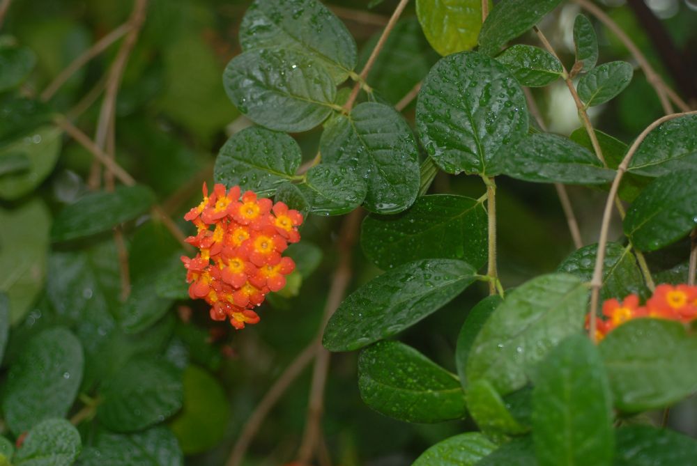 Rubiaceae Rondeletia odorata