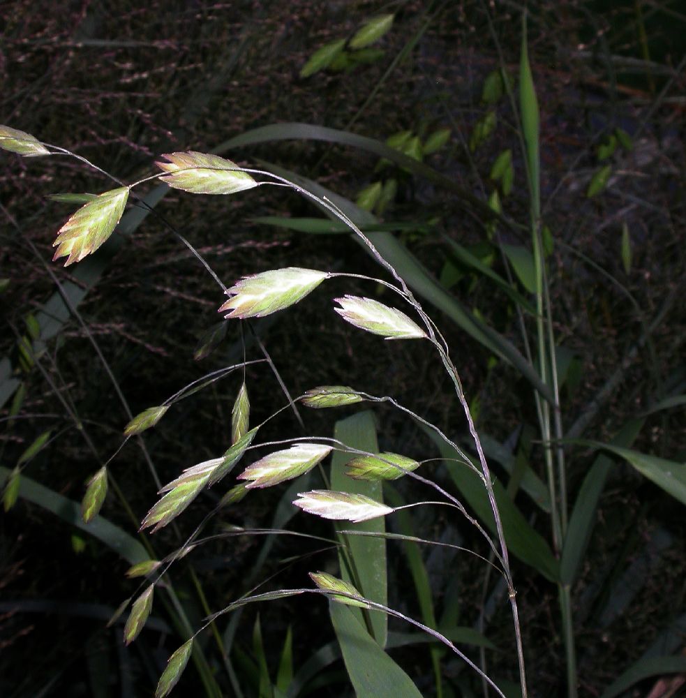 Poaceae Chasmanthium latifolium