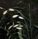 image of Chasmanthium latifolium