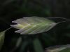 image of Chasmanthium latifolium