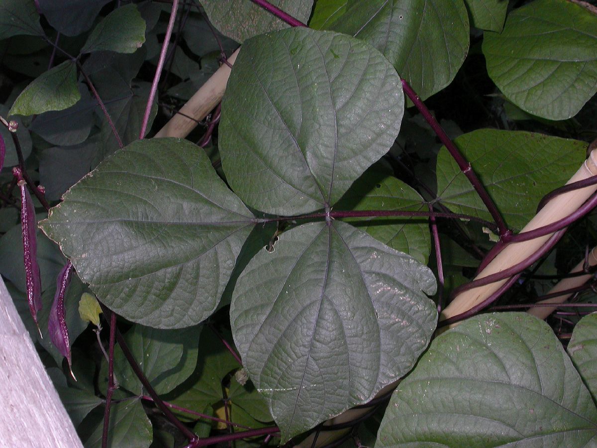 Fabaceae Lablab purpureus