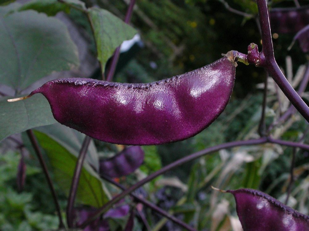 Fabaceae Lablab purpureus