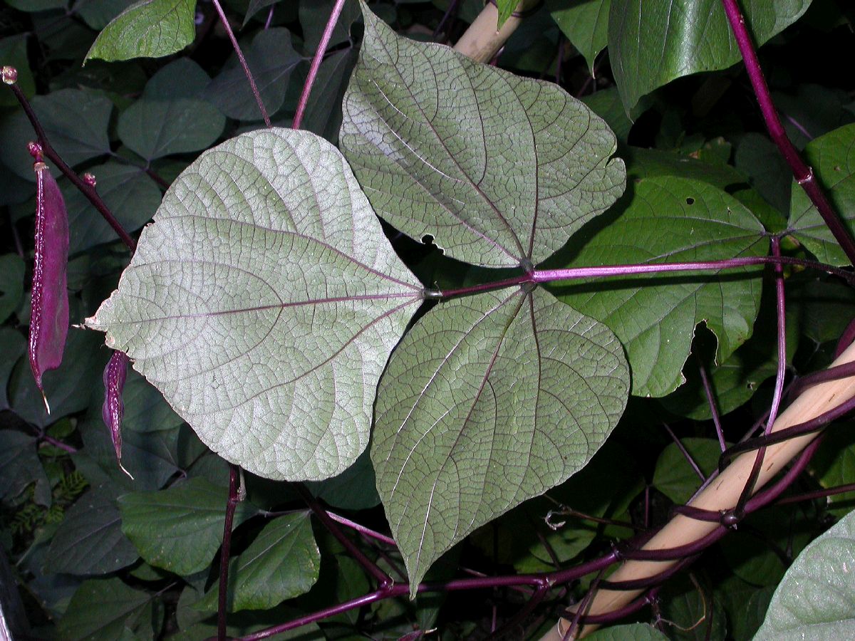 Fabaceae Lablab purpureus