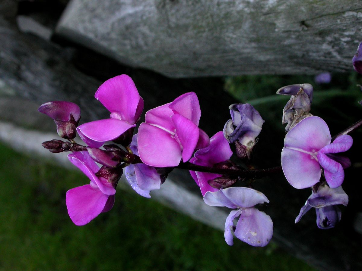 Fabaceae Lablab purpureus