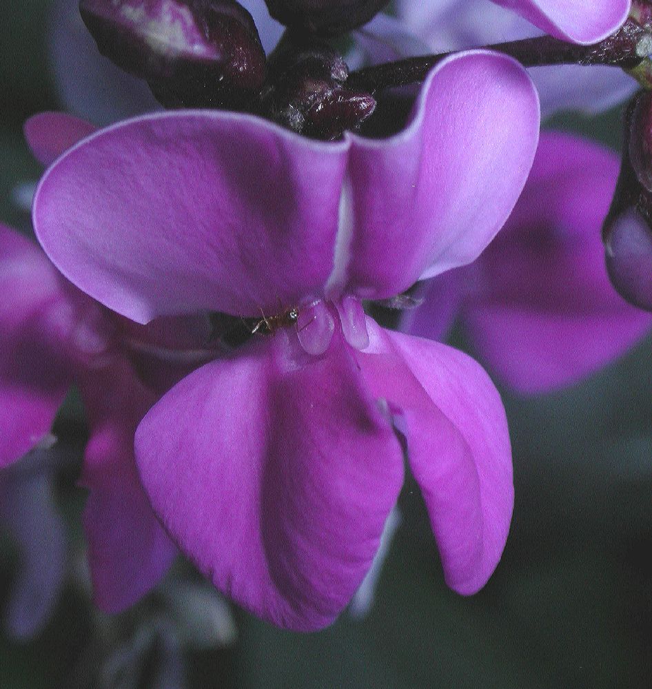 Fabaceae Lablab purpureus