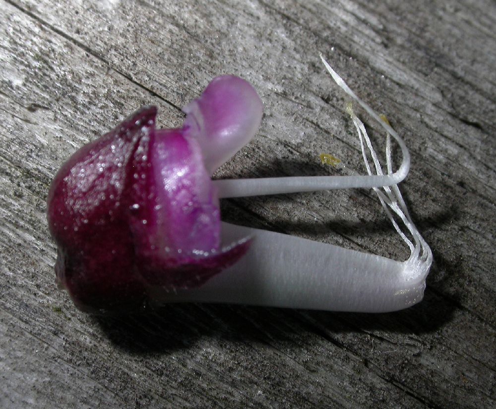 Fabaceae Lablab purpureus