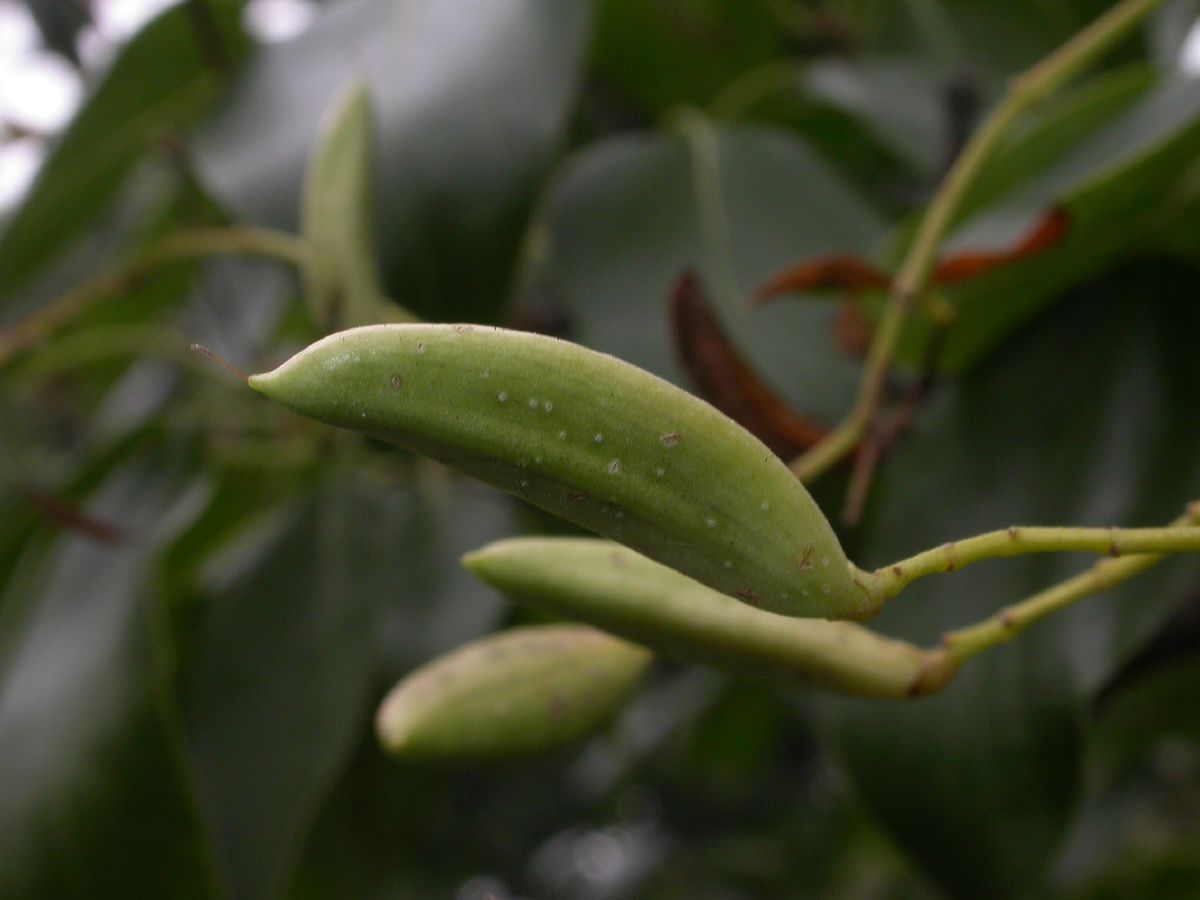 Oleaceae Syringa pekinense