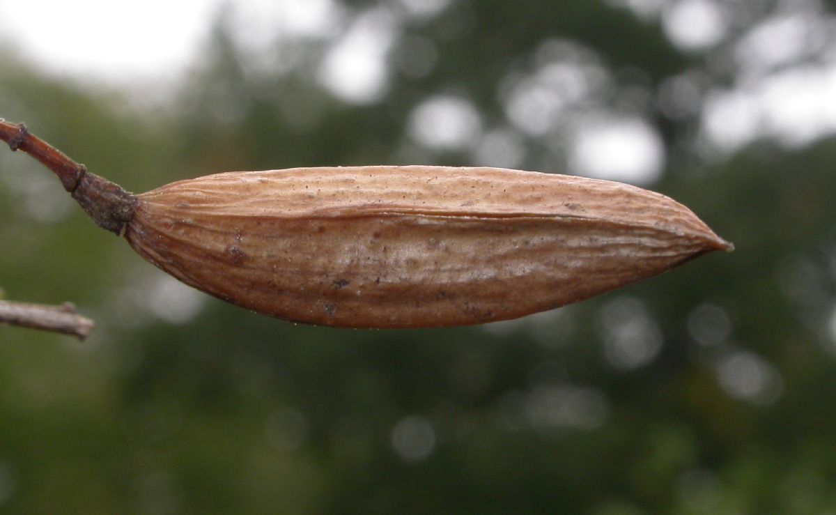 Oleaceae Syringa pekinense