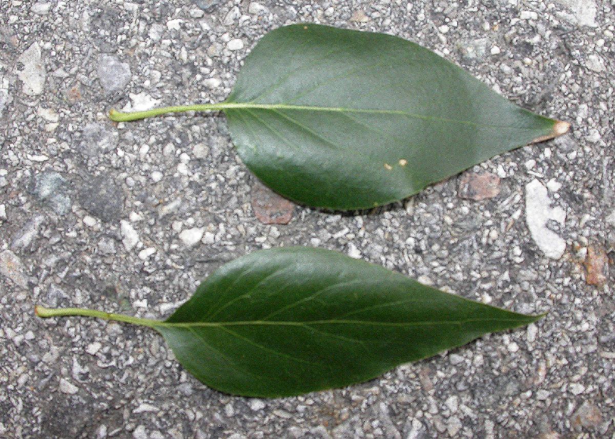 Oleaceae Syringa pekinense