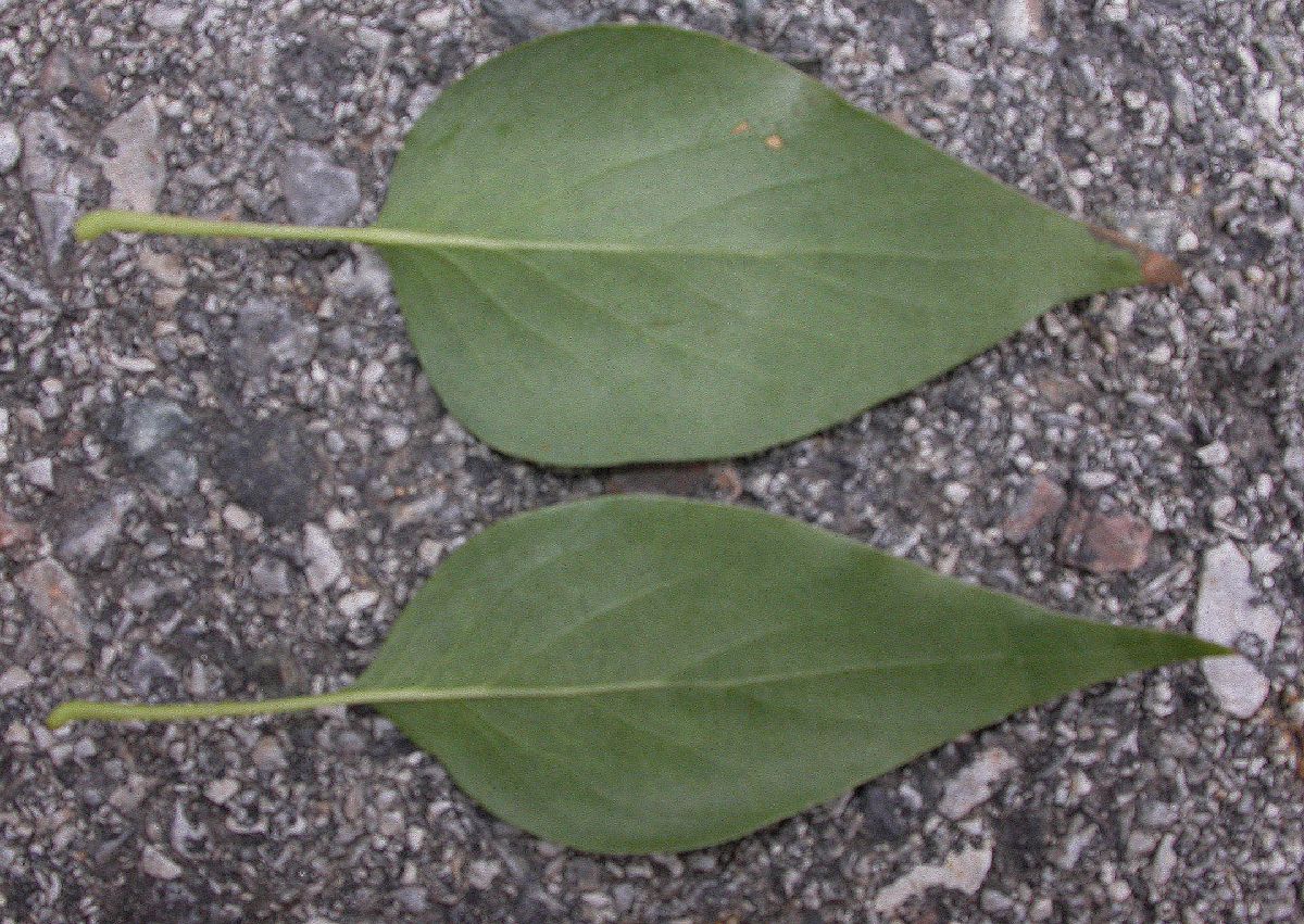 Oleaceae Syringa pekinense