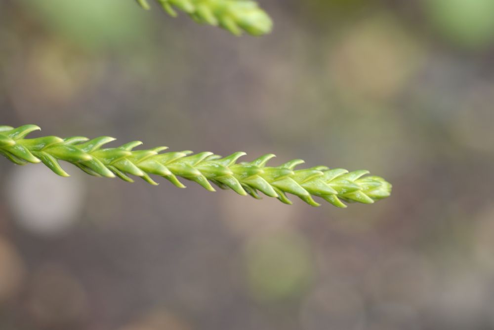 Cupressaceae Athrotaxis laxifolia