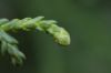 image of Athrotaxis laxifolia