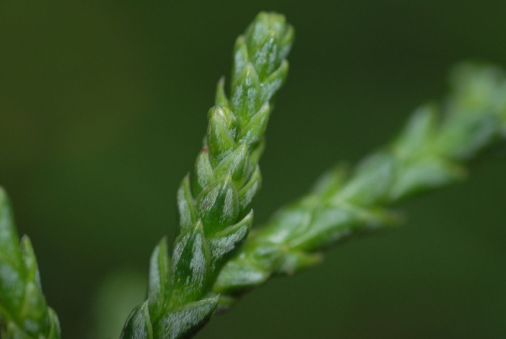 Cupressaceae Athrotaxis laxifolia