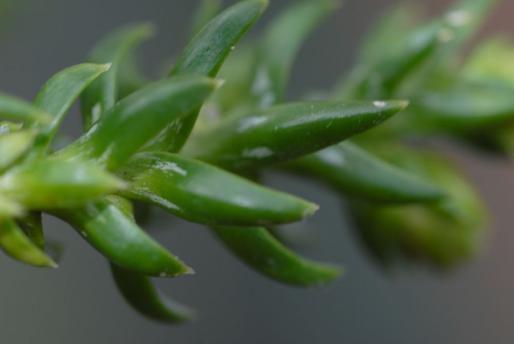 Cupressaceae Athrotaxis selaginoides