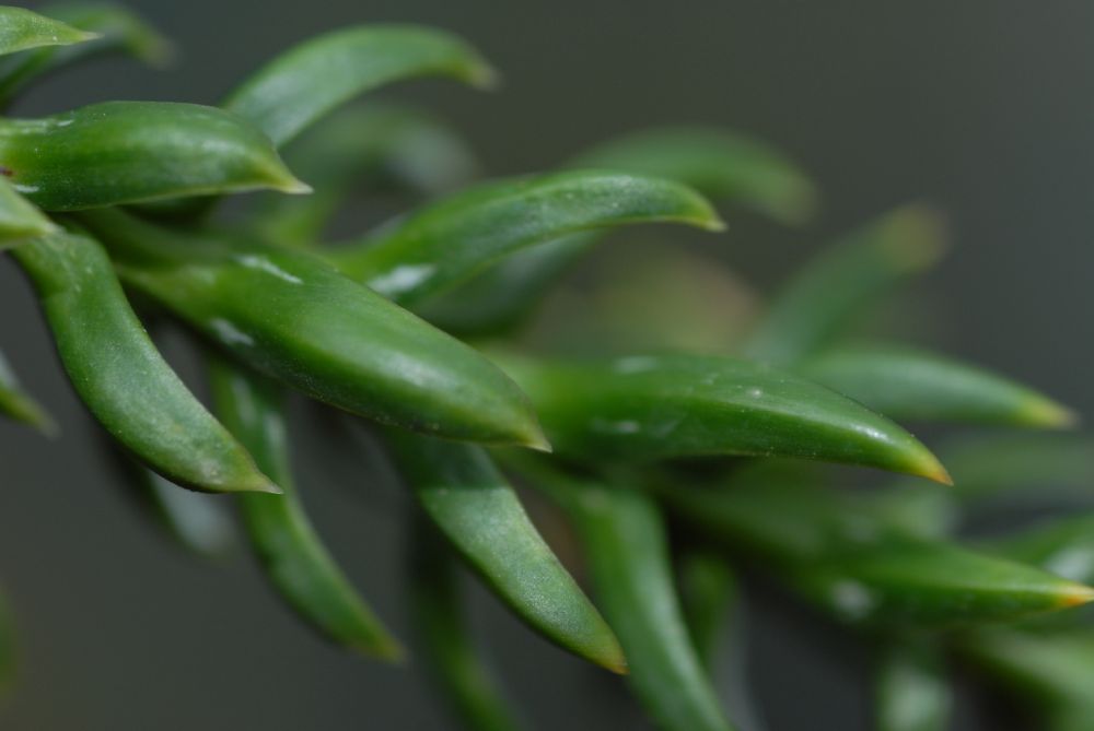 Cupressaceae Athrotaxis selaginoides