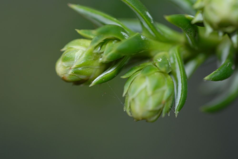 Cupressaceae Athrotaxis selaginoides