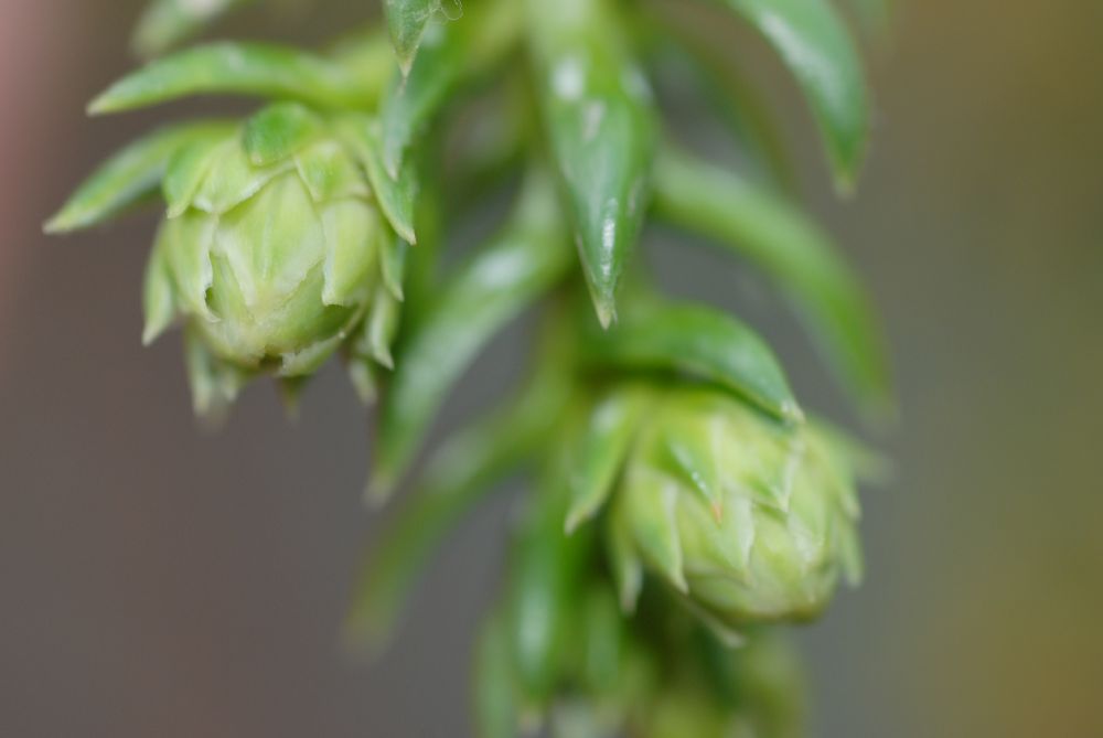 Cupressaceae Athrotaxis selaginoides