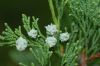 image of Juniperus chinesis