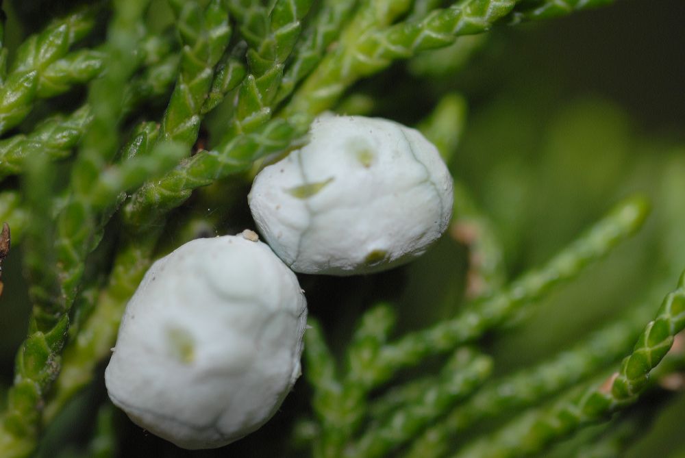 Cupressaceae Juniperus chinesis