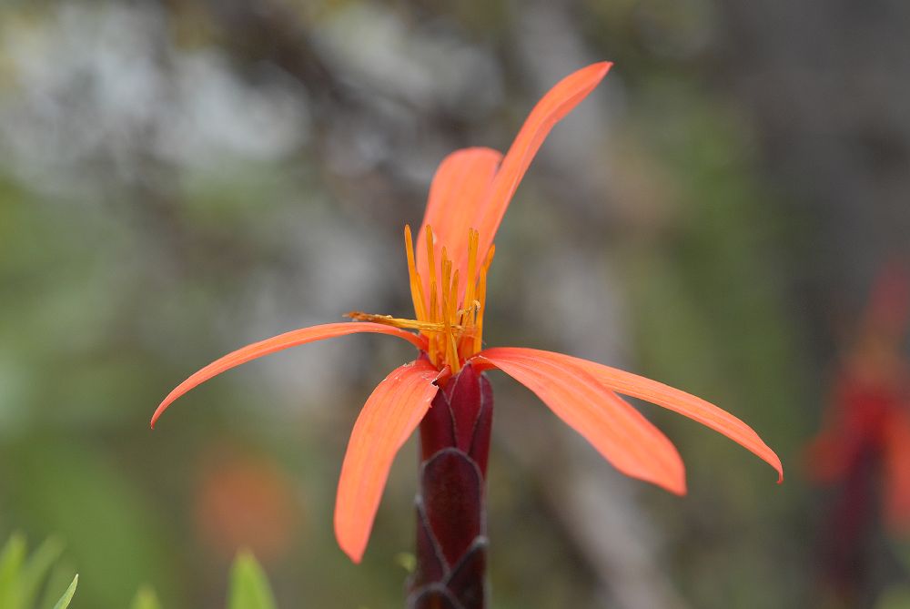 Asteraceae Mutisia acuminata