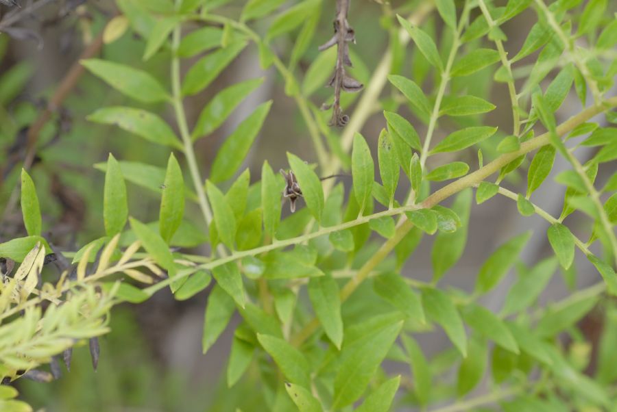 Asteraceae Mutisia acuminata