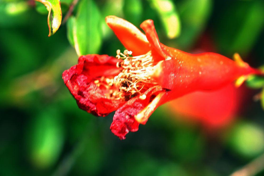 Lythraceae Punica granatum