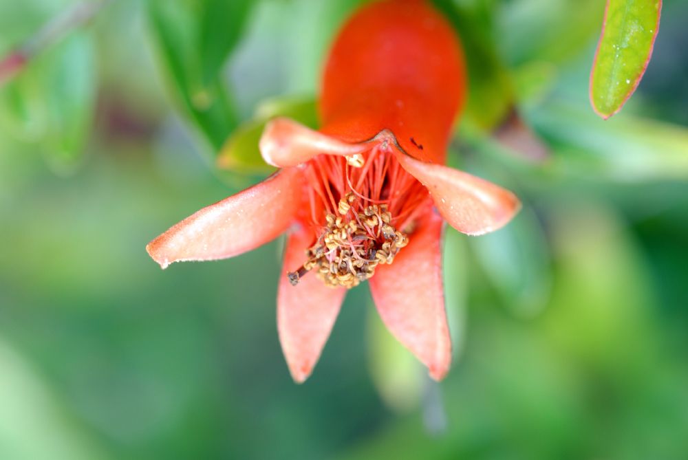 Lythraceae Punica granatum