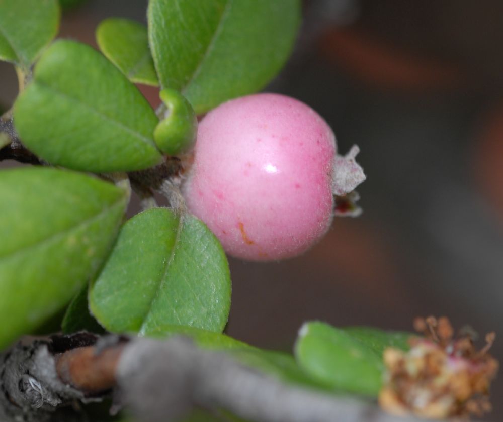 Rosaceae Amelanchier denticulata