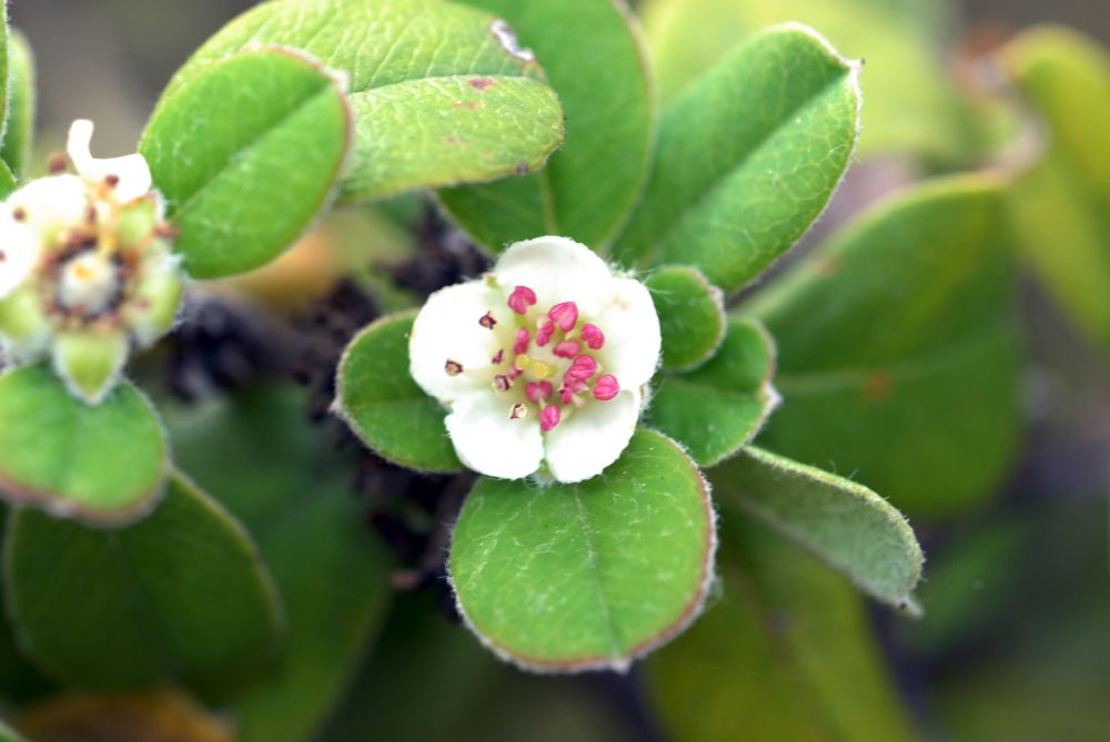 Rosaceae Amelanchier denticulata